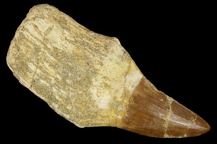 Fossil Rooted Mosasaur (Prognathodon) Tooth - Morocco #116877